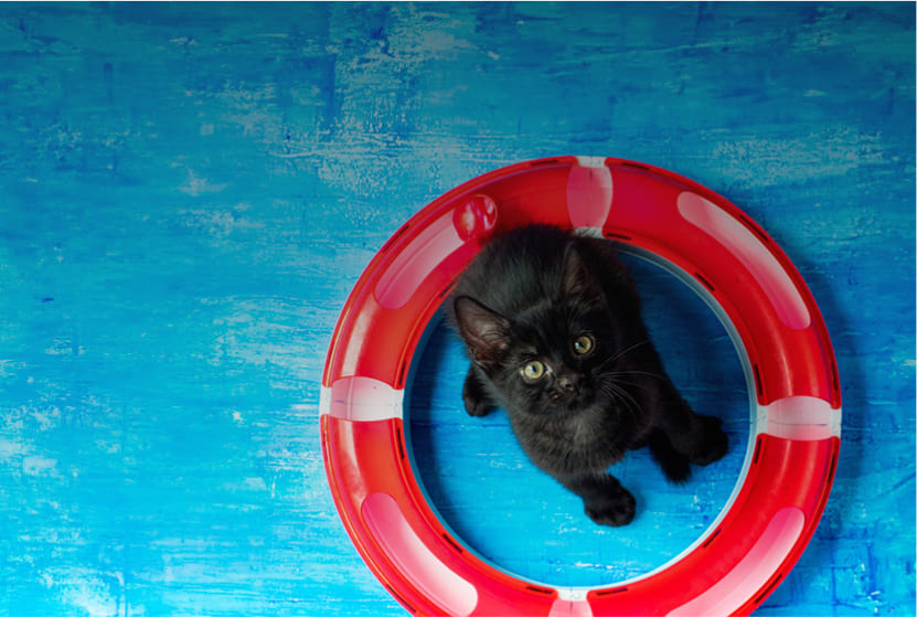 В отпуск с котом!