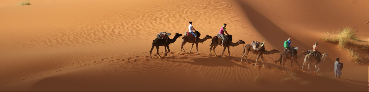 верблюды в пустыне